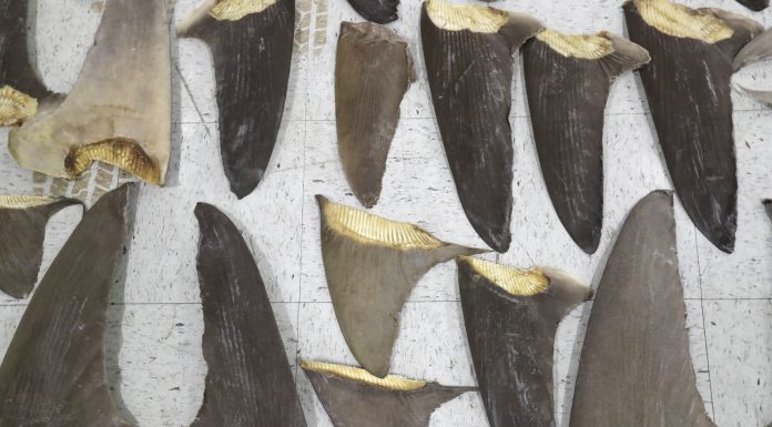 America is about to ban the shark fin trade that kills millions each year as 500 species are threatened with extinction america-is-about-to-ban-the-shark-fin-trade-that-kills-millions-each-year-as-500-species-are-threatened-with-extinction