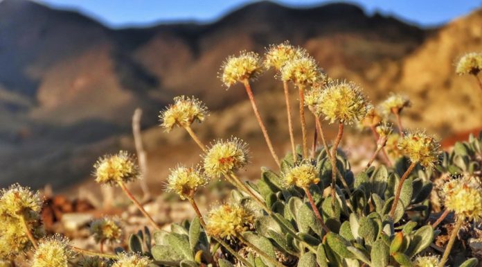 Environmentalists are facing off against a lithium mine in California over the fate of a tiny yellow flower on the brink of extinction environmentalists-are-facing-off-against-a-lithium-mine-in-california-over-the-fate-of-a-tiny-yellow-flower-on-the-brink-of-extinction