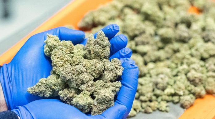 New York City ends the year on a high as it gets ready to kick off legal marijuana sales before the New Year new-york-city-ends-the-year-on-a-high-as-it-gets-ready-to-kick-off-legal-marijuana-sales-before-the-new-year