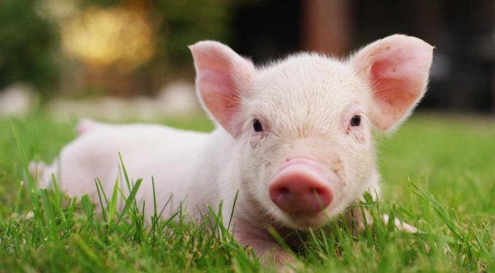 FBI Renews Warning About Pig Butchering Crypto Scam Sweeping the Country fbi-renews-warning-about-pig-butchering-crypto-scam-sweeping-the-country