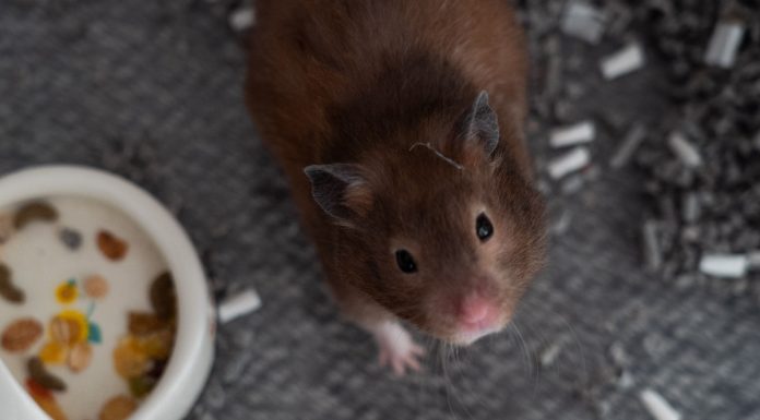 Hong Kong lifts its controversial hamster ban that made the furry animals a public enemy due to COVID hong-kong-lifts-its-controversial-hamster-ban-that-made-the-furry-animals-a-public-enemy-due-to-covid