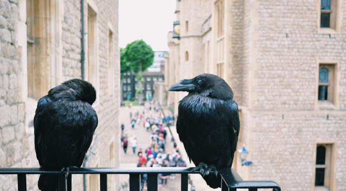 Pandering to an audience of ravens and spying like a fish: Animals have all sorts of sophisticated ways to maintain power in the wild pandering-to-an-audience-of-ravens-and-spying-like-a-fish:-animals-have-all-sorts-of-sophisticated-ways-to-maintain-power-in-the-wild
