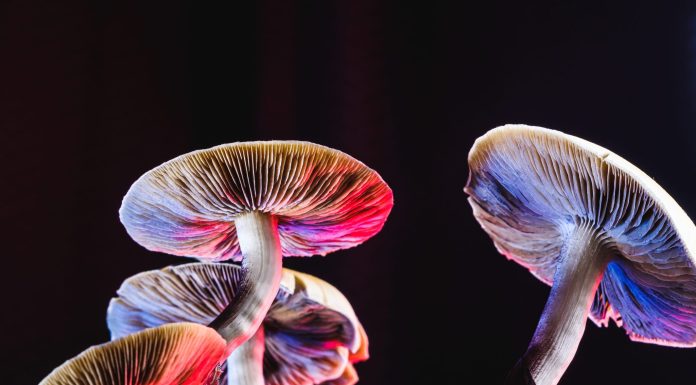 Can psychedelics really treat OCD, depression, and chronic pain? A researcher explains how they work and their potential risks can-psychedelics-really-treat-ocd,-depression,-and-chronic-pain?-a-researcher-explains-how-they-work-and-their potential-risks