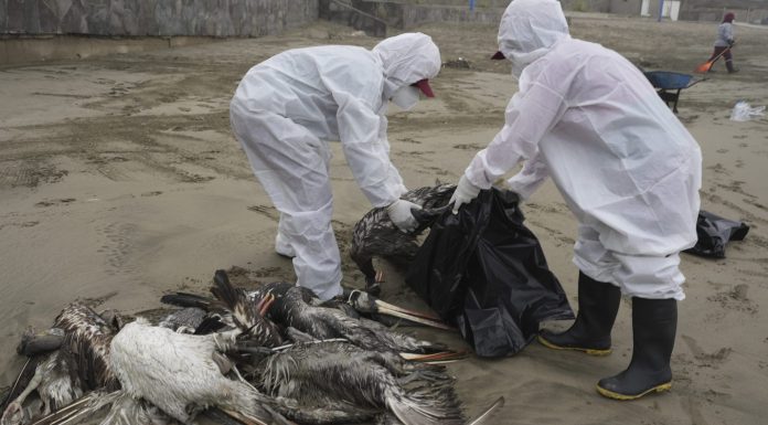 Bird flu just became mink flu at a farm in Spain. That’s not the only jump the virus has made. bird-flu-just-became-mink-flu-at-a-farm-in-spain-that’s-not-the-only-jump-the-virus-has-made.