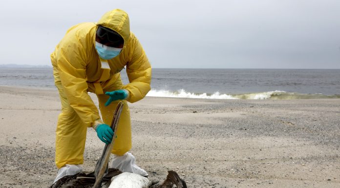 The H5N1 bird flu has spread to another Cambodian resident, WHO officials say, urging ‘heightened vigilance from all countries’ the-h5n1-bird-flu-has-spread-to-another-cambodian-resident,-who-officials-say,-urging-‘heightened-vigilance-from-all-countries’