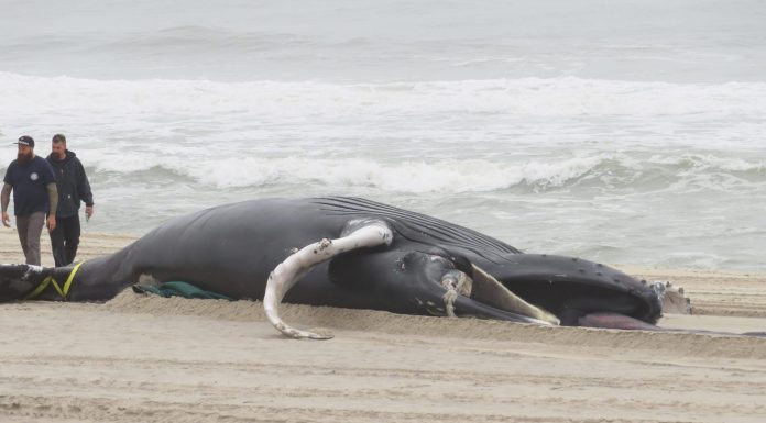 Dead whales keep washing ashore in New Jersey and experts have no idea why dead-whales-keep-washing-ashore-in-new-jersey-and-experts-have-no-idea-why