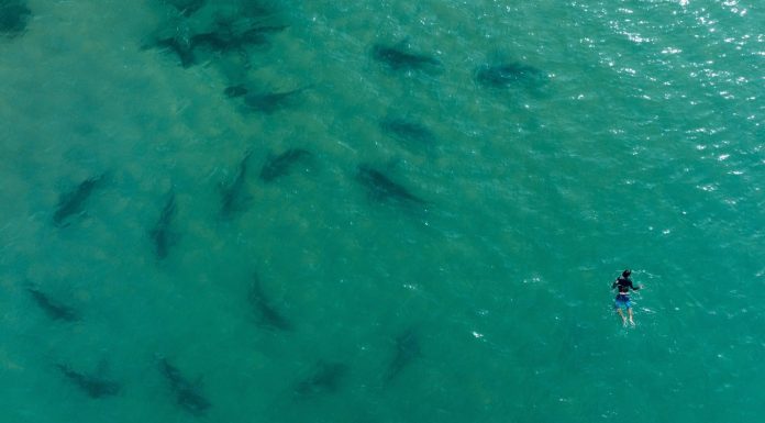 UN members agree to protect marine life in high seas for first time: ‘The ocean is not a limitless resource’ un-members-agree-to-protect-marine-life-in-high-seas-for-first-time:-‘the-ocean-is-not-a-limitless-resource’