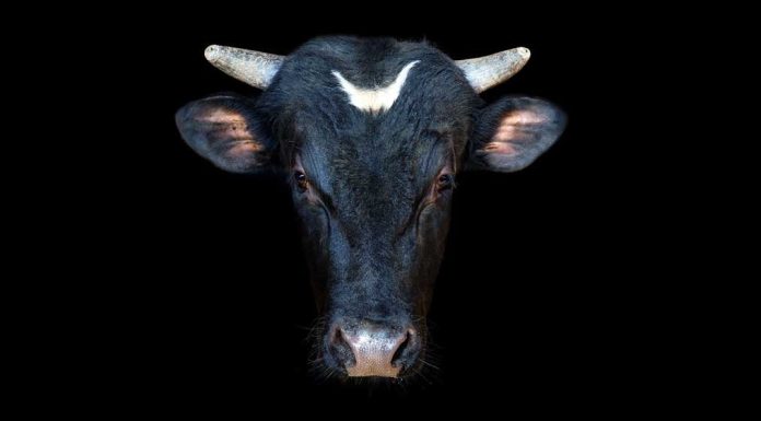 Dow Jones Futures: As Market Rally Revives, Do This; Tesla Among 7 Stocks Near Buy Points dow-jones-futures:-as-market-rally-revives,-do-this;-tesla-among-7-stocks-near-buy-points