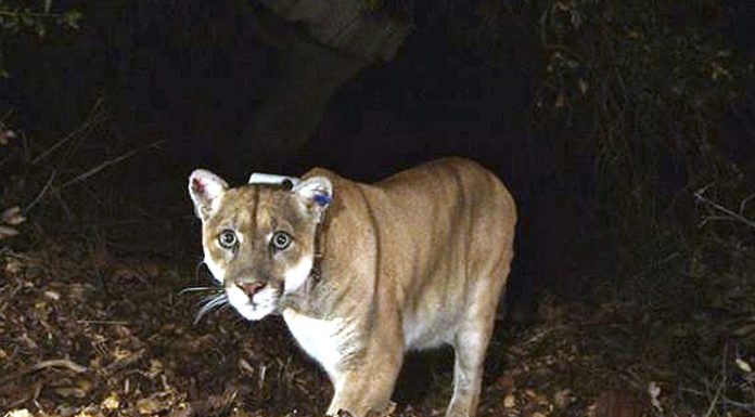 Los Angeles’ lost mountain lion buried by tribal leaders, scientists and conservationists los-angeles’-lost-mountain-lion-buried-by-tribal-leaders,-scientists-and-conservationists