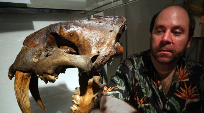 Blood residue on caveman weapons over 13,000 years old reveals how humans hunted mammoths, giant sloths and other megafauna during the Ice Age blood-residue-on-caveman-weapons-over-13,000-years-old-reveals-how-humans-hunted-mammoths,-giant-sloths-and-other-megafauna-during-the-ice-age