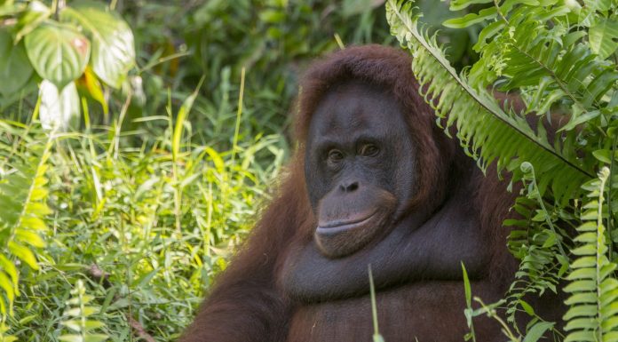 I study orangutans and found that wildfires made them sound like heavy smokers. They also got lazier and started binge-eating i-study-orangutans-and-found-that-wildfires-made-them-sound-like-heavy-smokers.-they-also-got-lazier-and-started-binge-eating