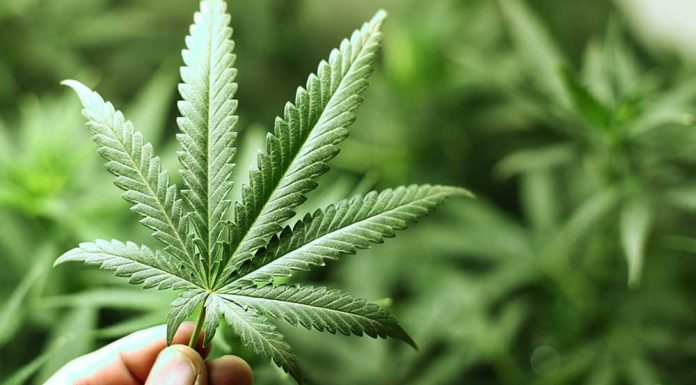 Is TLRY Stock A Buy After Feds Recommend Cannabis To Be Rescheduled? is-tlry-stock-a-buy-after-feds-recommend-cannabis-to-be-rescheduled?