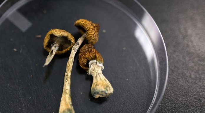 Legalized magic mushrooms are in high demand in Oregon. Experts hope the ‘breakthrough therapy’ helps users overcome mental health struggles legalized-magic-mushrooms-are-in-high-demand-in-oregon.-experts-hope-the-‘breakthrough-therapy’-helps-users-overcome-mental-health-struggles