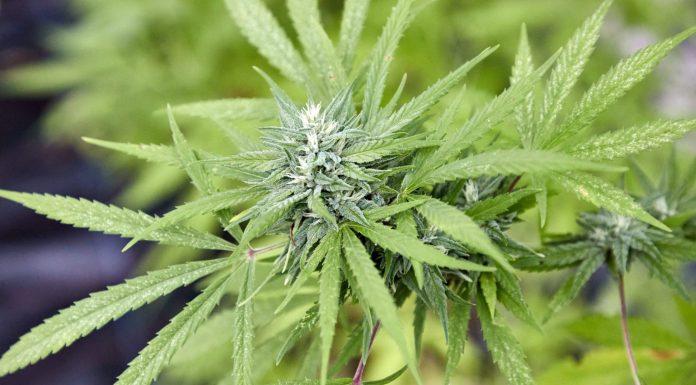 Would-be head of Minnesota marijuana agency resigns would-be-head-of-minnesota-marijuana-agency-resigns