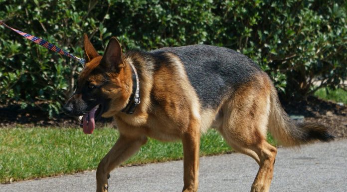 Joe Biden’s dog Commander has been exiled from the White House after yet another biting incident involving the head groundskeeper joe-biden’s-dog-commander-has-been-exiled-from-the-white-house-after-yet-another-biting-incident-involving-the-head-groundskeeper