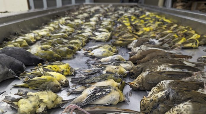 Nearly 1,000 migrating songbirds crash into Chicago exhibition hall in single night: ‘Like a carpet of dead birds’ nearly-1,000-migrating-songbirds-crash-into-chicago-exhibition-hall-in-single-night:-‘like-a-carpet-of-dead-birds’