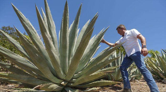 California’s years of drought, water issues push spirit makers to grow agave—but they’re not allowed to call it mezcal or tequila california’s-years-of-drought,-water-issues-push-spirit-makers-to-grow-agave—but-they’re-not-allowed-to-call-it-mezcal-or-tequila
