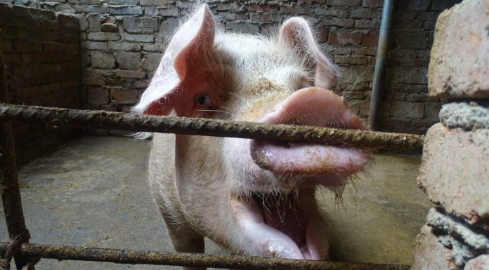 The UK has detected its first human case of a new type of swine flu. What you need to know the-uk-has-detected-its-first-human-case-of-a-new-type-of-swine-flu.-what-you-need-to-know