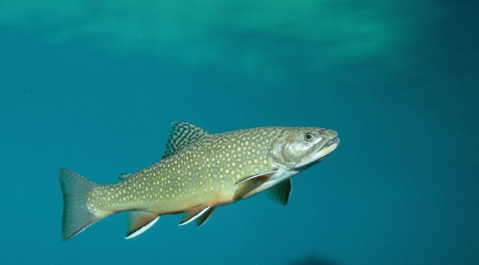 ‘Forever chemicals’ found in freshwater fish, yet most states don’t warn residents ‘forever-chemicals’-found-in-freshwater-fish,-yet-most-states-don’t-warn-residents