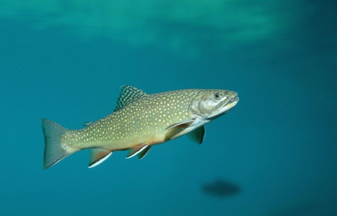 ‘forever-chemicals’-found-in-freshwater-fish,-yet-most-states-don’t-warn-residents