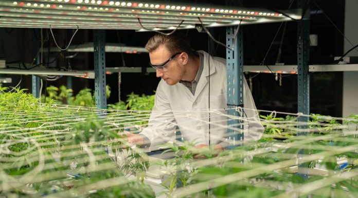 Top Cannabis Stocks for Q4 2023 top-cannabis-stocks-for-q4-2023