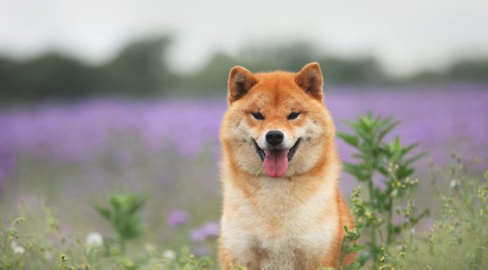 Why Dogecoin, Shiba Inu, and Pepe Are Soaring Today why-dogecoin,-shiba-inu,-and-pepe-are-soaring-today