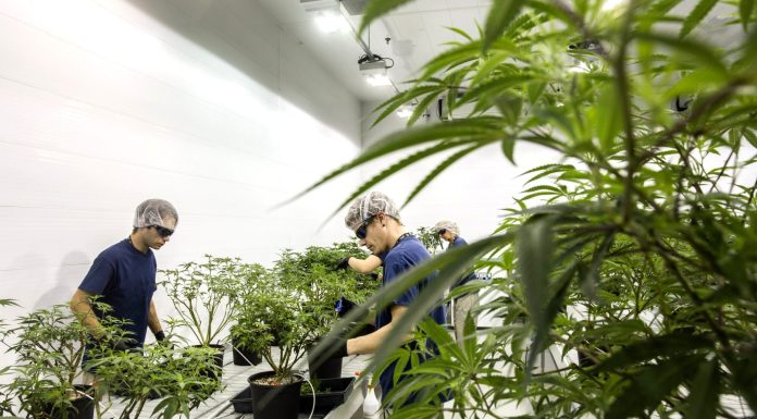 Canopy Growth shares—predicted to hit zero last year—surge as Germany decriminalizes cannabis canopy-growth-shares—predicted-to-hit-zero-last-year—surge-as-germany-decriminalizes-cannabis